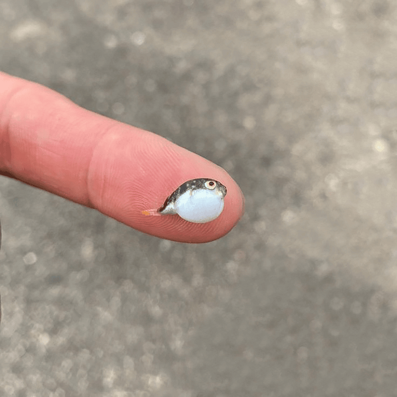 Album cover art for Oxis 7 by Oxis